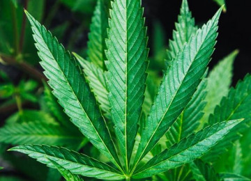 Are Habit Forming Drugs like Marijuana Really Harmless?